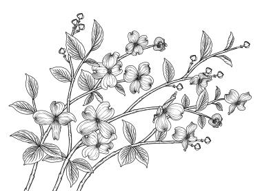 bckg bckg